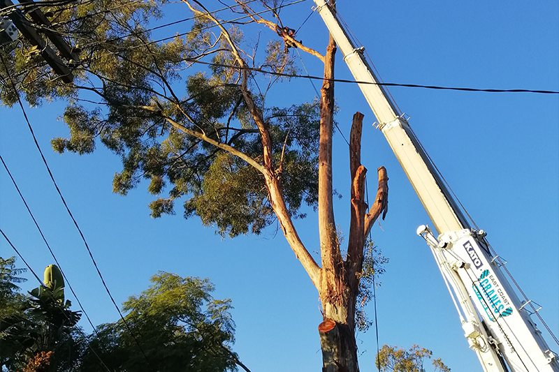 tree-removal-1