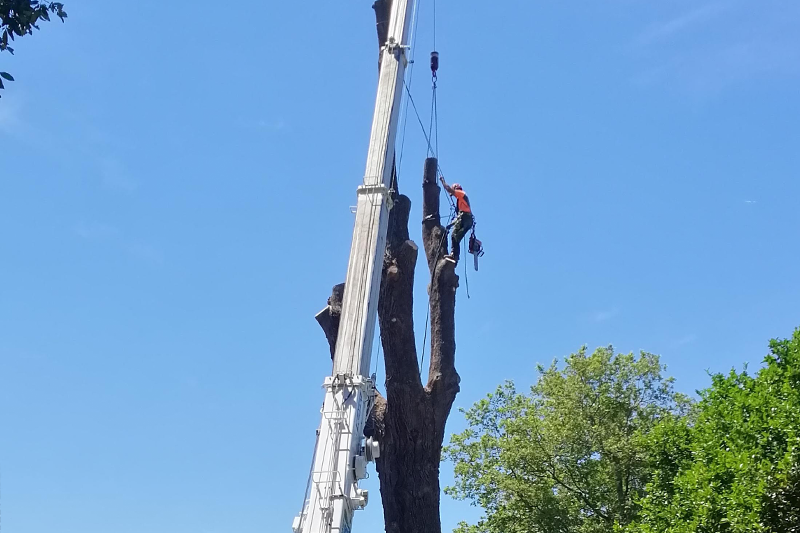 tree-removal-3
