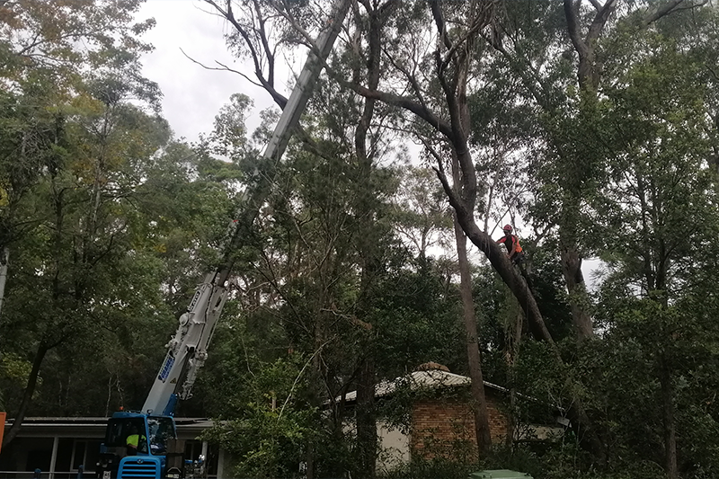 tree-removal-4