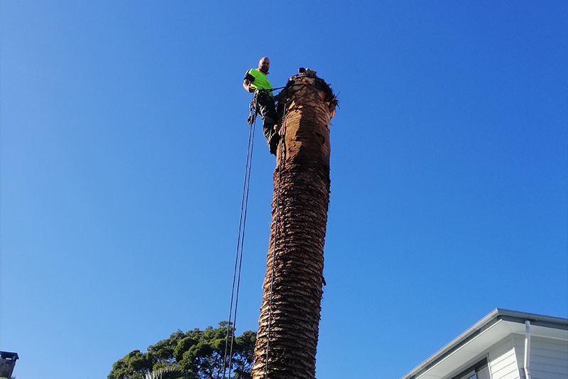 tree-removal-5